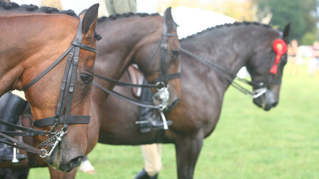 Heads of hunters lined up waiting to be judged at a county show