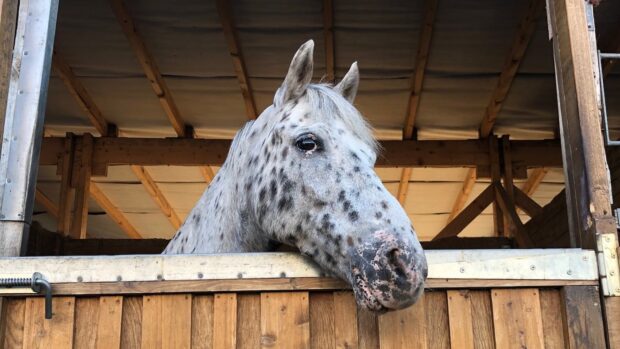 One of the equine friends at Park Palace Ponies. The charity is urgently fundraising, as it makes plans to secure its long-term future.