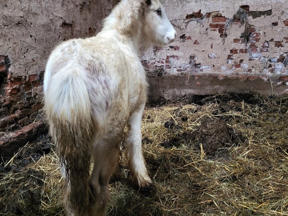 Curling hooves, maggots and ulcerated mouths in nine neglected horses