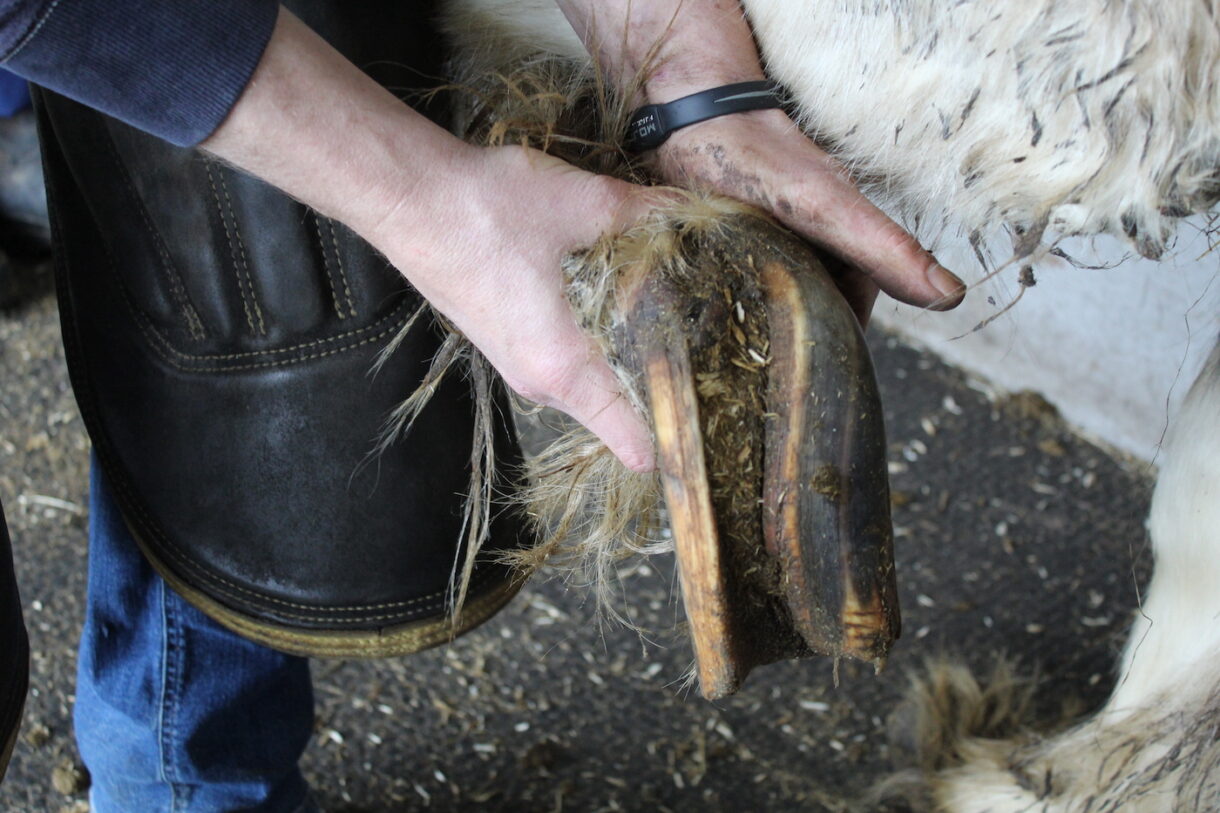 Curling hooves, maggots and ulcerated mouths in nine neglected horses(02)