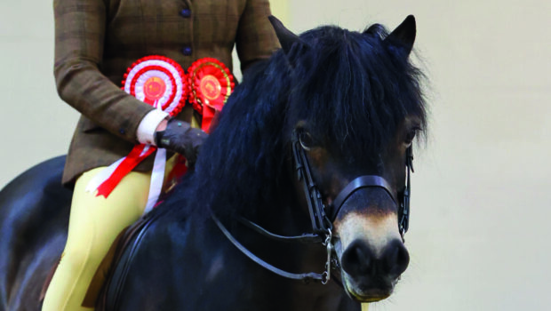 Exmoor pony Stowbrook Red Kite and Davinia Johnson qualify for the RIHS