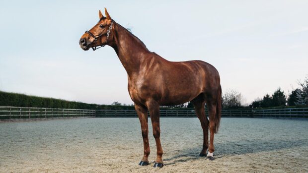 A brown haired Thoroughbred Stallion horse standing majestically in an arena