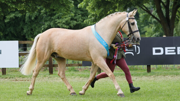 Wolfgangs Golden Symphony is crowned the senior in-hand champion at Royal Windsor Horse Show.