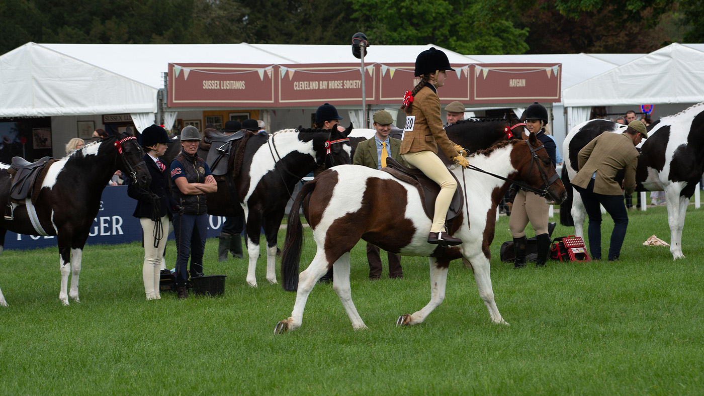 Showing class at Royal Windsor Horse Show with Assistants to help with stripping horses in the background