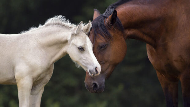 A Welsh cob mare and foal