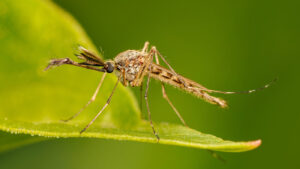 Library image of an Aedes vexans mosquito. West Nile virus has been found present in mosquitoes in the UK for the first time.