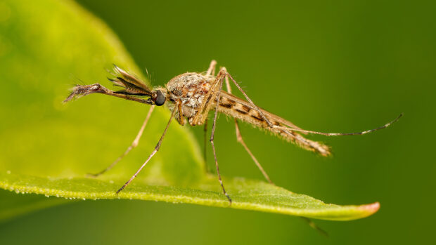Library image of an Aedes vexans mosquito. West Nile virus has been found present in mosquitoes in the UK for the first time.