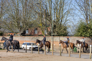Rush hour in Newmarket: Sir Mark Prescott's string leave Heath House Stabls for their early morning spin on the Warren Hill gallops.