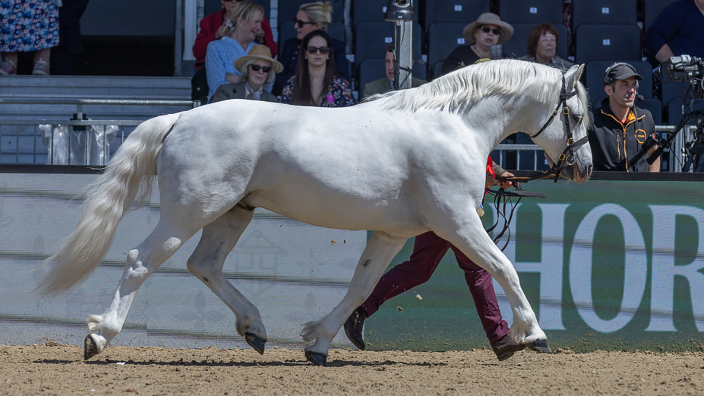 Clover Hill Magic floats around the Castle Arena at Royal Windsor Horse Show to win the Horse & Hound Mountain and Moreland Supreme In Hand Championship, led by Jamie Frost