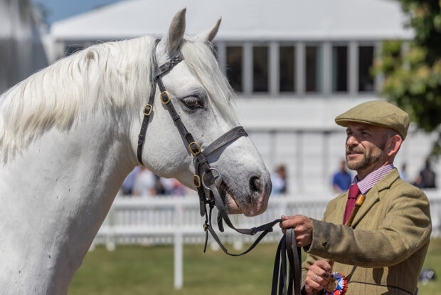 Connemara stallion Clover Hill Magic won the Horse & Hound Mountain & Moorland supreme in-hand championship at Royal Windsor Horse Show, handled by Jamie Frost