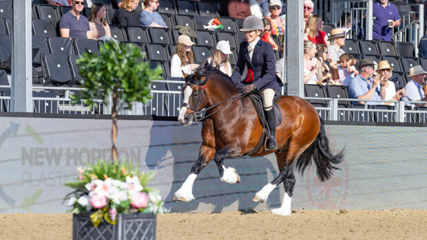April Gilmartin and Welsh section C Gems Malt Whiskey are crowned M&M ridden champions at Royal Windsor Horse Show