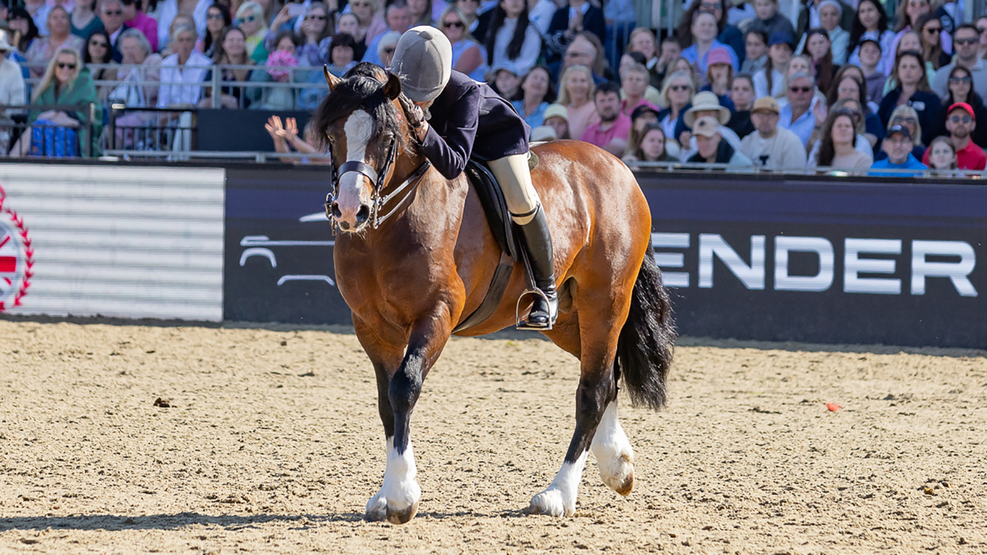 April Gilmartin and Welsh section C Gems Malt Whiskey are crowned M&M ridden champions at Royal Windsor Horse Show