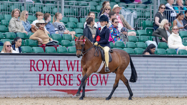 Isabella Walker canters Stoneleigh Showtime around the Castle Arena during the show pony championship at Royal Windsor Horse Show