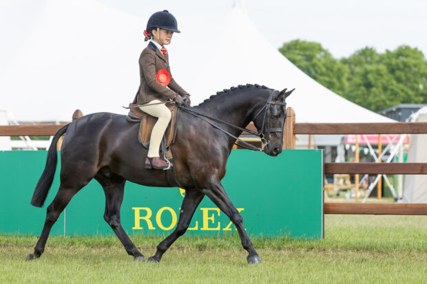 Heidi Coopr and her 133cmshow hunter pony trot to glory in the Windsor show hunter pony championship
