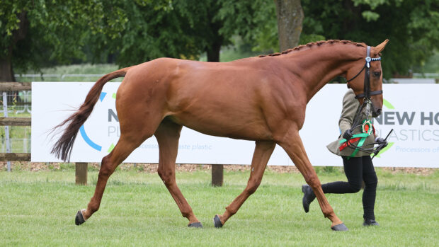 Dance With Fire trots in hand on his way to winning the RoR -in-hand championship at Royal Windsor Horse Show