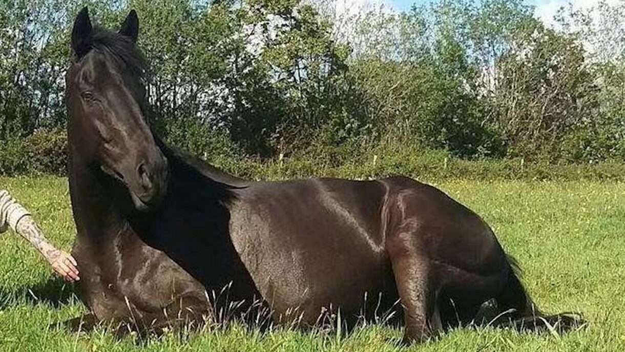 Quirky Former Racehorse Who Faced Being Put To Sleep Excels In Second