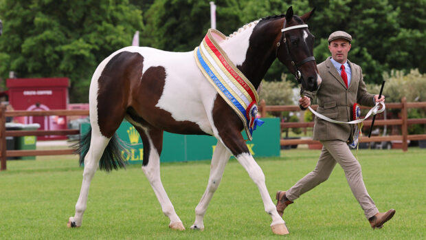 Kellythorpes Dracarys is the coloured in-hand champion at Royal Windsor Horse Show