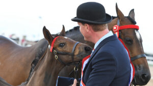 Preparing mares and foals for the show ring is a rewarding skill