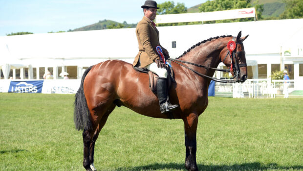 Horse standing still in show ring