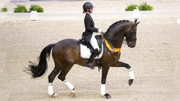 Bordeaux dressage stallion