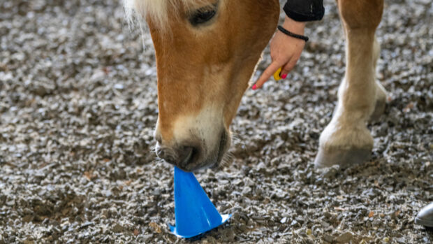 A horse touches a cone during a clicker training session