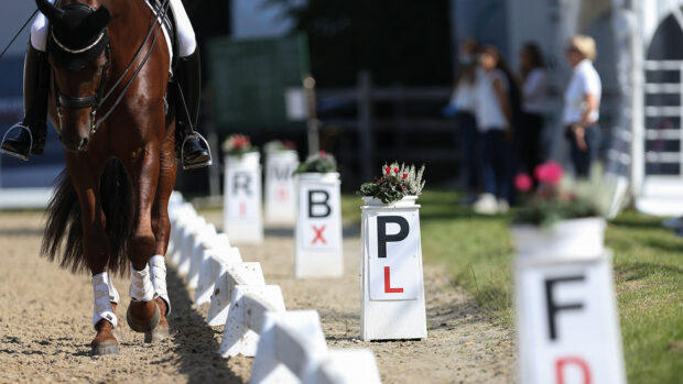 A dressage horse walks on a long rein towards the camera alongside the white boards and arena letters as people in the background look on.