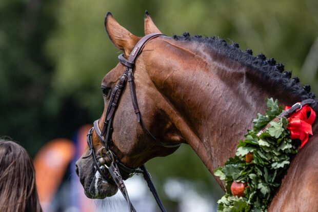 Can Ya Makan with a garland around his neck during his retirement ceremony at Hickstead