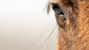 The United Nations has declared 11 July World Horse Day. Pictured a horse's eye.