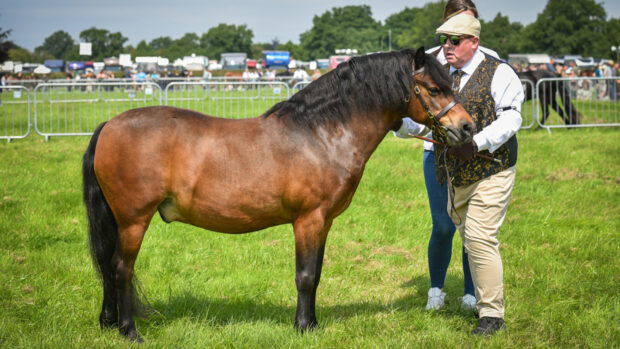 Bay Dartmoor pony Merribridge Astrologer and blind showing enthusiast Mark Garlock stand for the judge at Royal Cheshire Show, where they won.