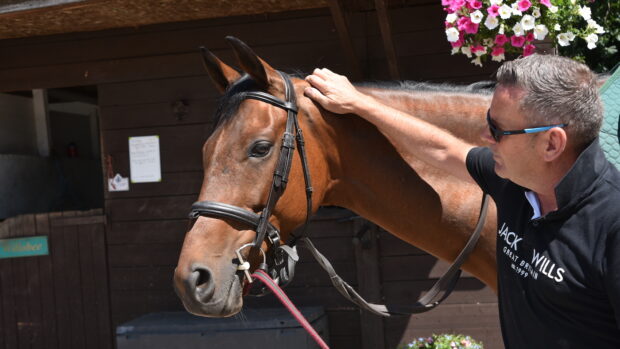 Horse doing groundwork exercises for sharp horses