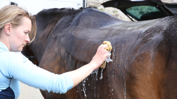 Lady washing down a horse after exercise