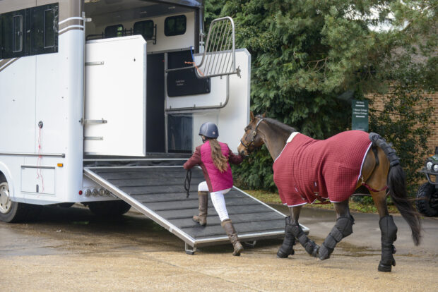 dressage on a budget