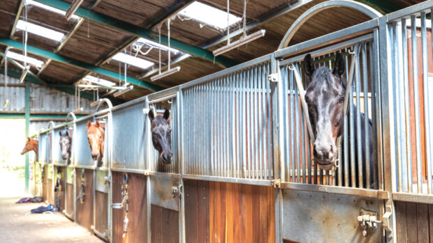Pictured horses at a livery yard.