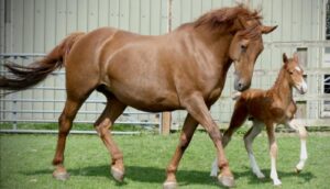 A chestnut mare and foal trotting around a paddock at Lisa Lane’s Irish Draught mare Hazel pictured with her first foal at Hill View Stud.