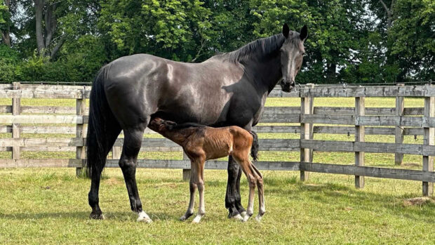 Rose Of Bavaria and her foal