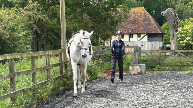 Long-reining a grey horse