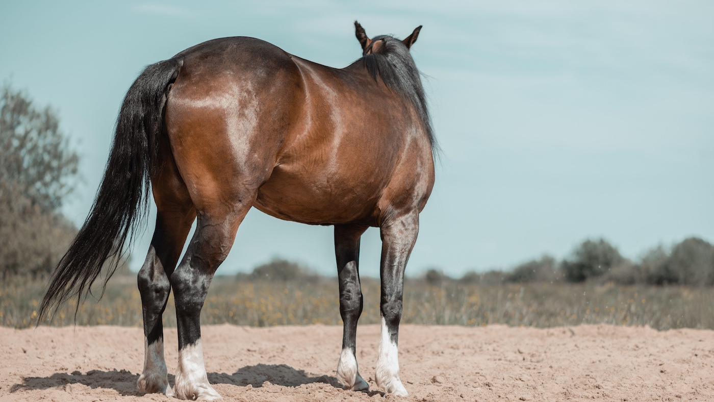Horse turned away from handler