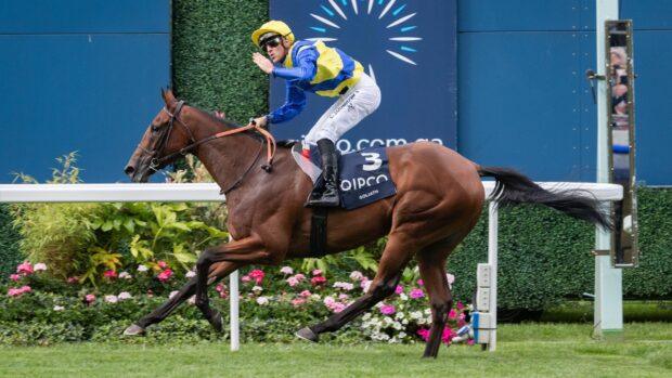 How to watch the King George at Ascot