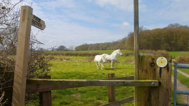 Two greys horses in a field with a public foothpath