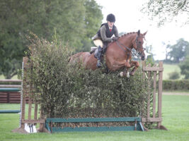 A large chestnut pony jumps confidently through Hickstead's famous bullfinch hedge jump.