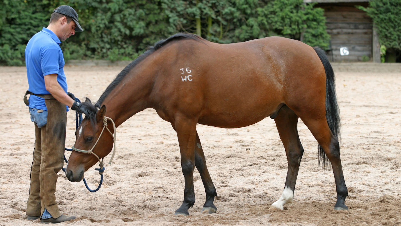 A horse lowering its head with halter on.