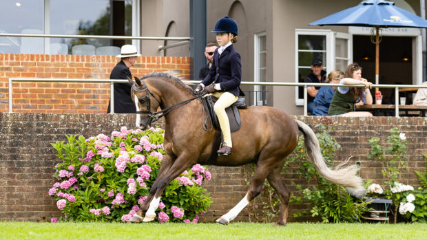 Maisie Kerry Oakes and Cadlanvalley Royal Bronze canter in front of the members in the international areana at Hickstead.