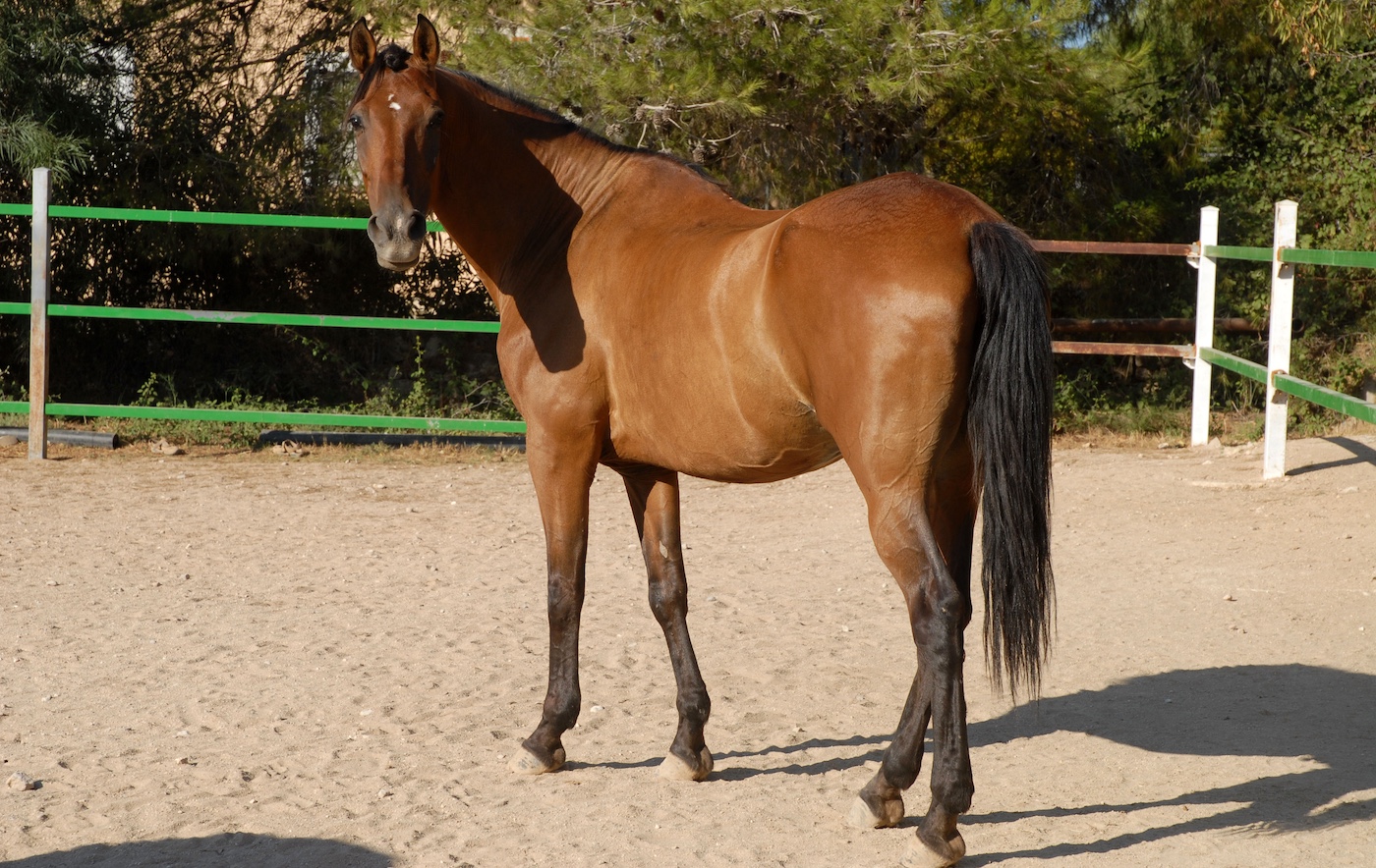 Horse loose in sand arena - the beginning horse liberty exercises