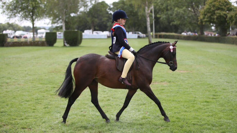 A small pay pony trots across the grass ring at Hickstead with young jockey wearing a winners sash.