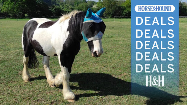 Black and white cob mare in a paddock, deals on sun block for horses