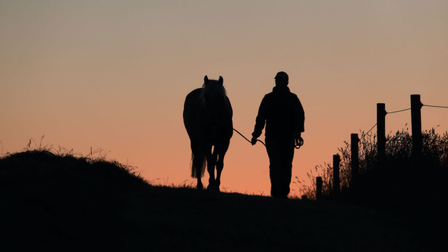 Horse insurance