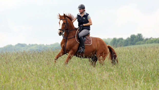 Horse shying with rider needs groundwork exercises for spooky horses