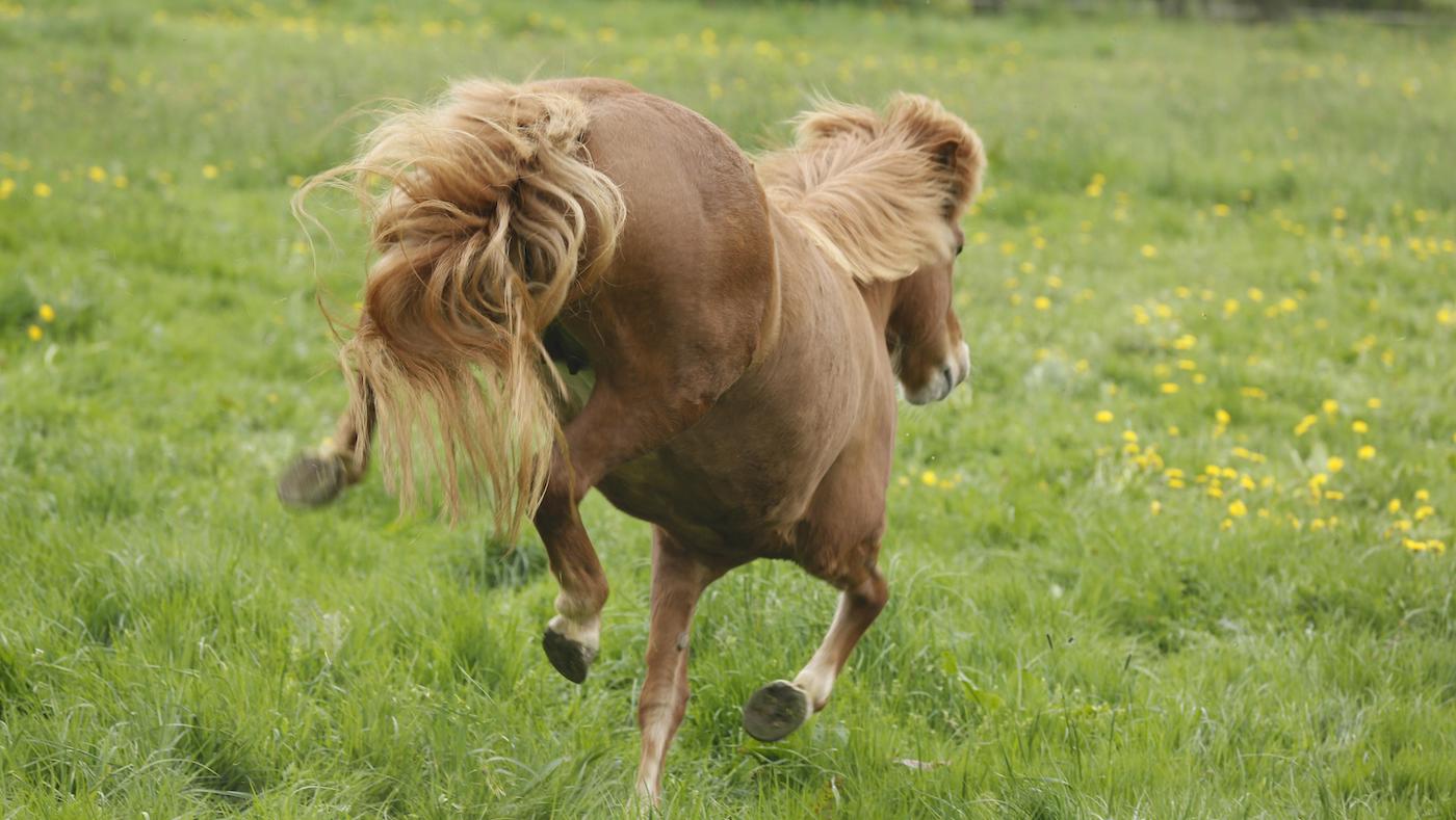 Horse running away from handler. Needs groundwork exercise to help with catching the horse.