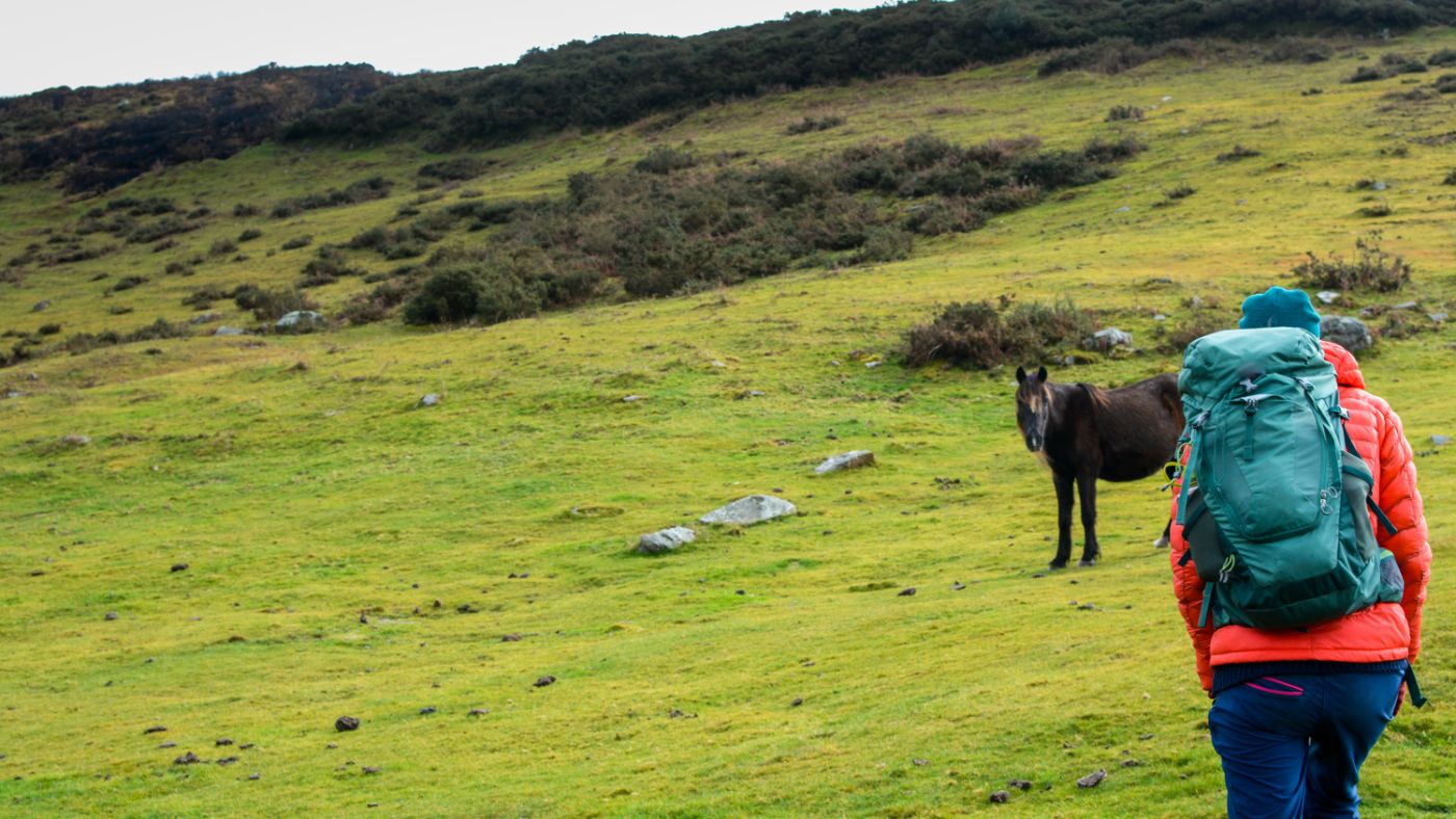 Woman walking through field towards a horse