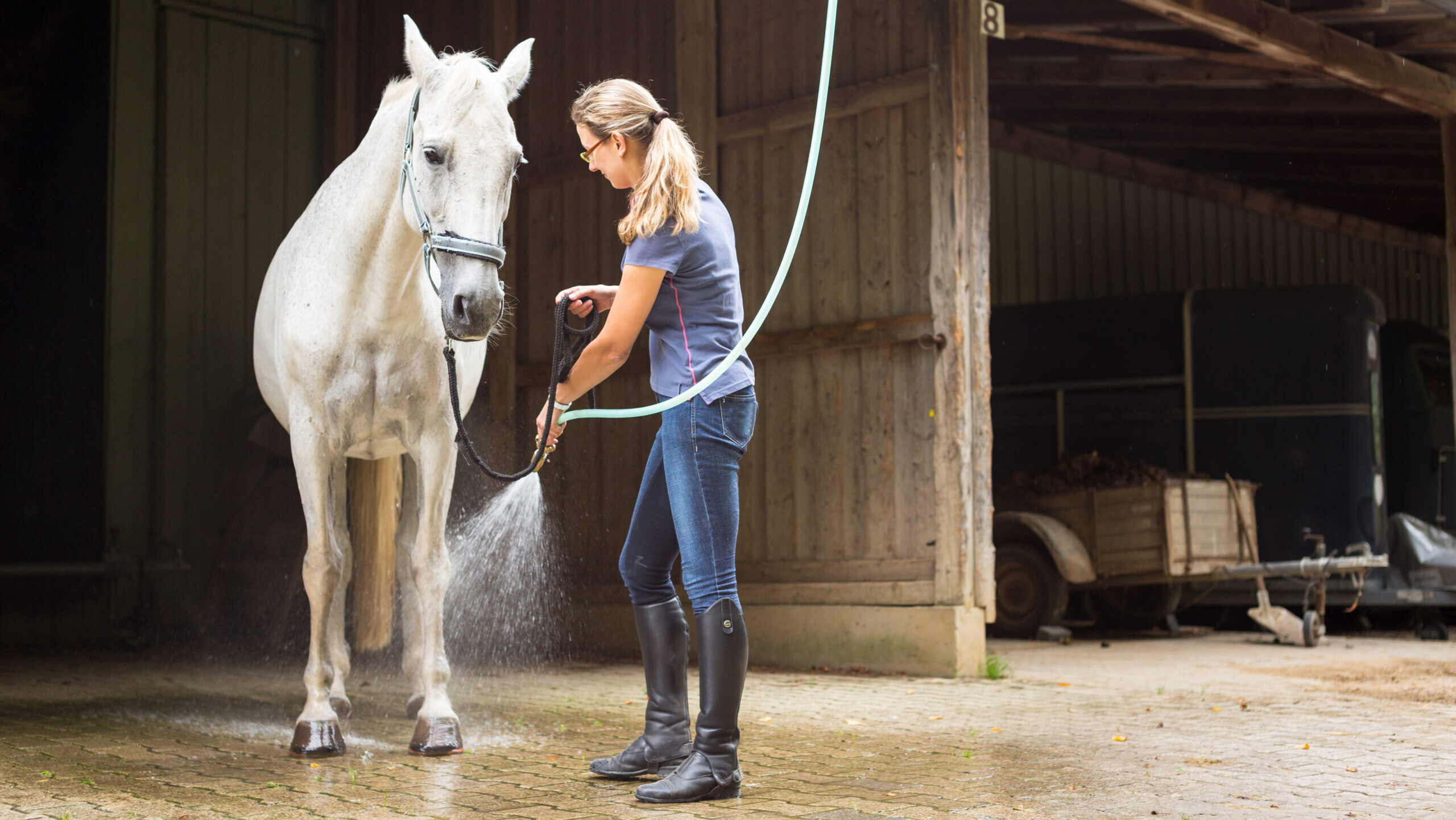 Woman hosing grey horse’s leg with hosepipe